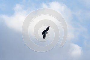 crow flying in the air on the sky background