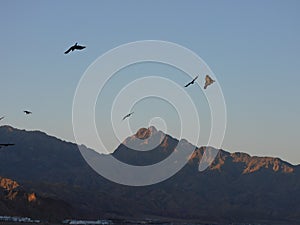 A gang of Crows flying high over the mountains