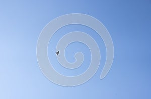 Crow flying through the sky