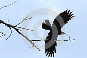 A crow flying from a tree and cloud background