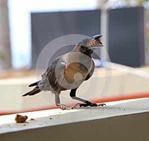 Crow with food on the windowsill. Close up