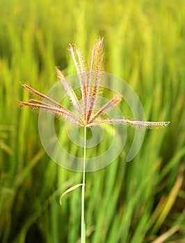 Crow foot grass flower with sunset lighting.