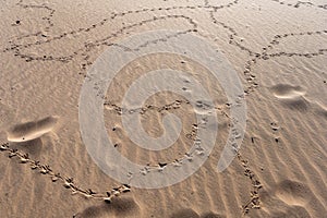 crow footprints on sand of dune slope , Naukluft desert, Deadlvei, Namibia