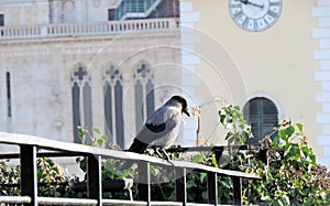 Crow in front of cathedral