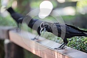 Crow in the garden