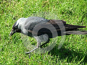 Crow in the grass