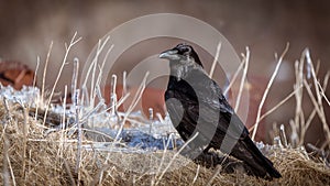 Crow in the grass