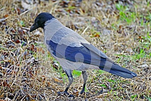 Crow on the grass