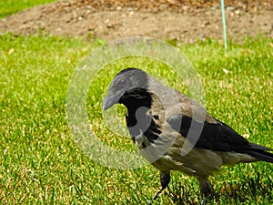 Crow on the grass