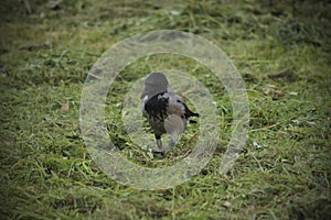 Crow in the grass
