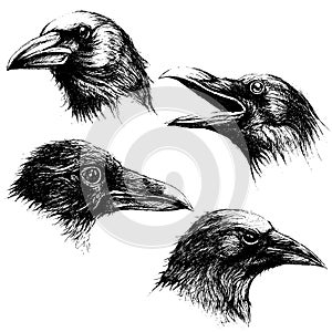 Crow head drawing line work vector