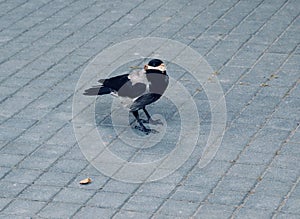 Crow holding bone in the street