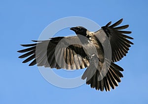 Crow Hover Open Wings, Flying Bird photo