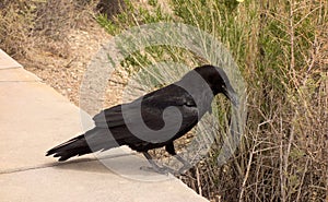 A crow hunting for food in desert brush