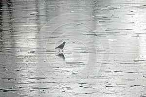 Crow on the ice