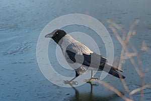 Crow on ice