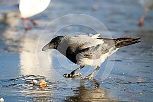 Crow ice winter wildlife