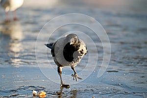 Crow ice winter wildlife