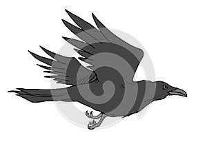 Crow illustration design