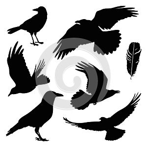 Crow illustration set