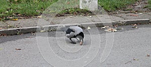 Crow im Poland.City GdaÅ„sk.