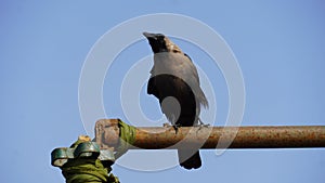a crow image img