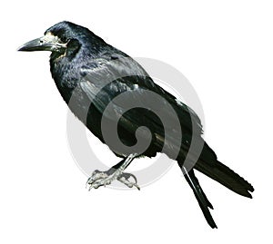 Crow isolated