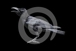 crow isolated on black background - clipping paths