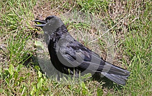 Crow iwith an open beak in hot weather