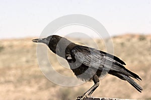 Crow in Kgalagadi