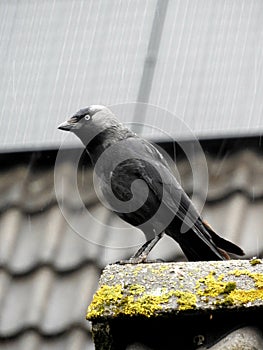 Crow kraai gauw vogel bird dak roof Black zwart veren feather feathers regen Rain mos life dieren animals animal photo