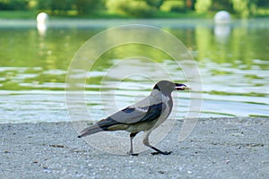 Crow on the lake shore