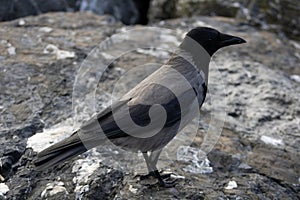 crow-like bird on rocks at the seaside in Moda Kadikoy istanbul photo