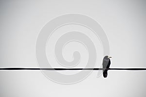 Crow Looking on a Cable wire