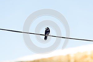 Crow Looking on a Cable wire