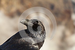 Crow looking the landscape in Roque de los Muchachos, Canary Islands