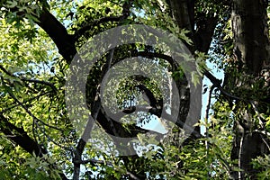 Crow among maple tree branches. Bird on a branch