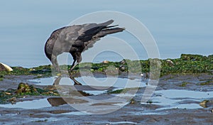 Crow with minnow