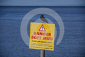 Crow on a mud warning sign