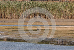 A crow near a lake