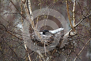 Crow in the nest covered snow
