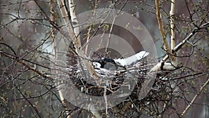 Crow in the nest covered snow