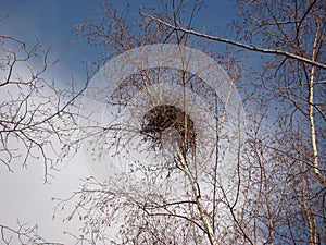 Crow. Nest crow on the tree, Eurasian Magpie. Nest of crows in the yard. Bare tree branches on a spring day. Nestling of the crow.