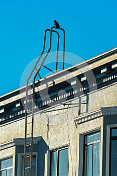 Crow nesting or resting on top of metal fire escape saftey ladder with gray stucco building exterior with blue sky