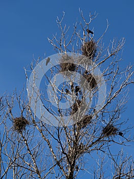 Crow nests in a tree in the city.