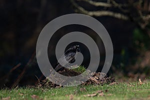 Crow. North Yorkshire. United Kingdom