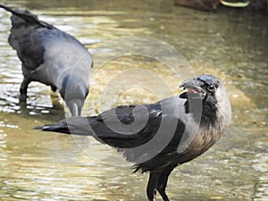 Crow with open mouth drinking water