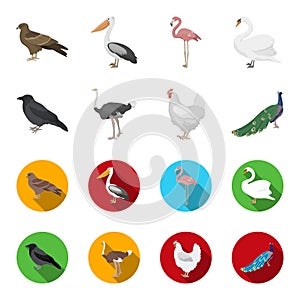 Crow, ostrich, chicken, peacock. Birds set collection icons in cartoon,flat style vector symbol stock illustration web.