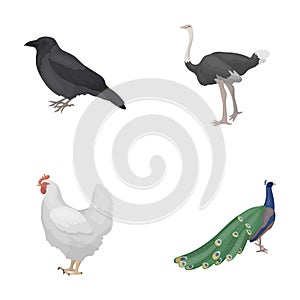 Crow, ostrich, chicken, peacock. Birds set collection icons in cartoon style vector symbol stock illustration web.