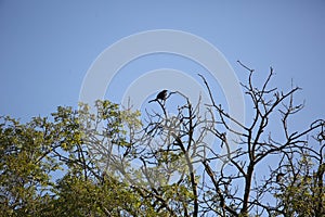Crow perched in high tree